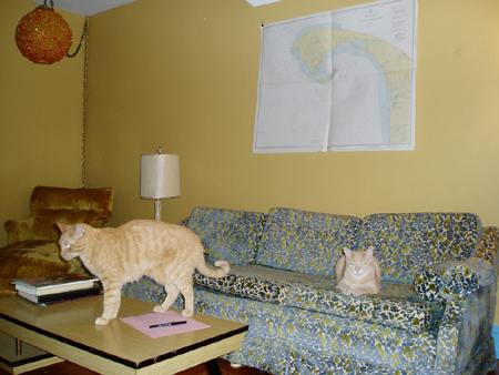catschart1