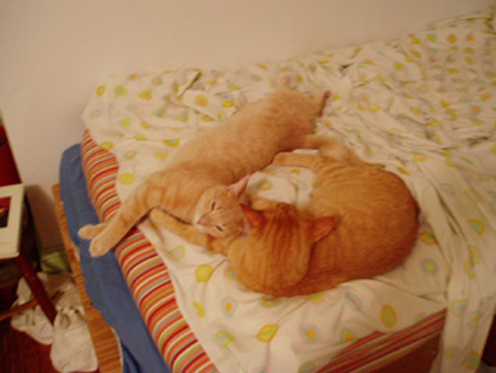 goodpets_1