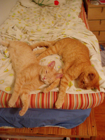 goodpets_2